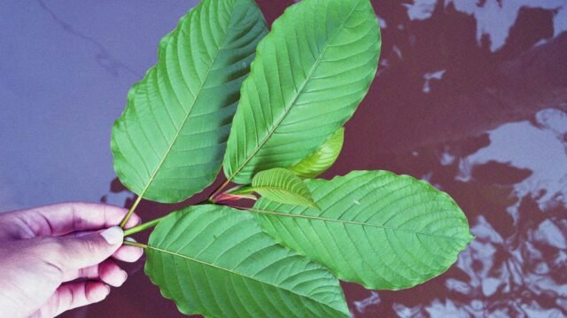 What Are Some of the Health Benefits of Kratom