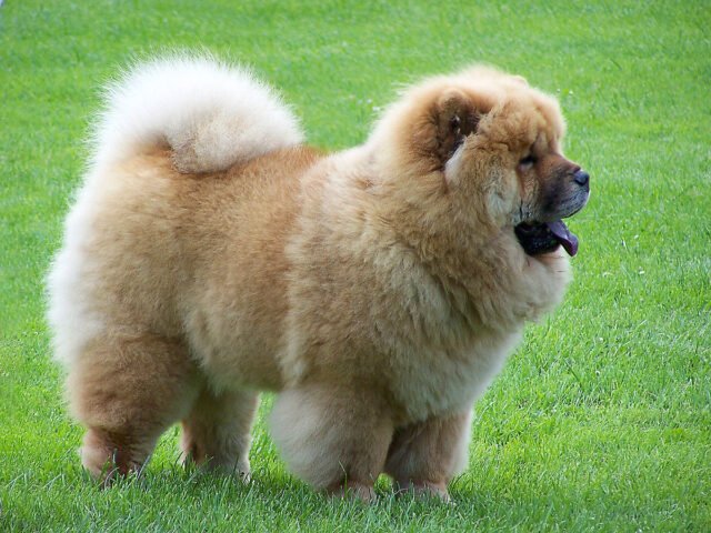 chows