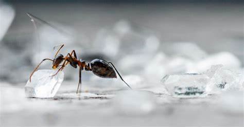 Sugar Ant Infestation 