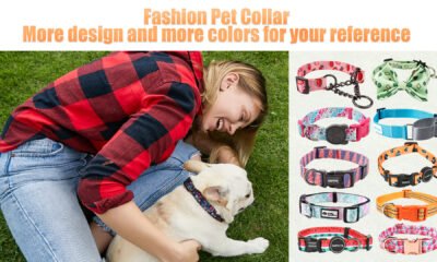 Luxury custom dog collar