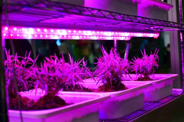 LED Grow Lights Last