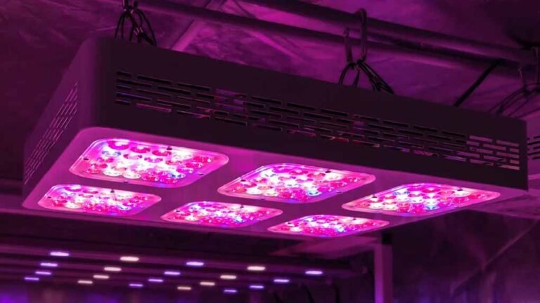 What LED Lights Are Best for Growing