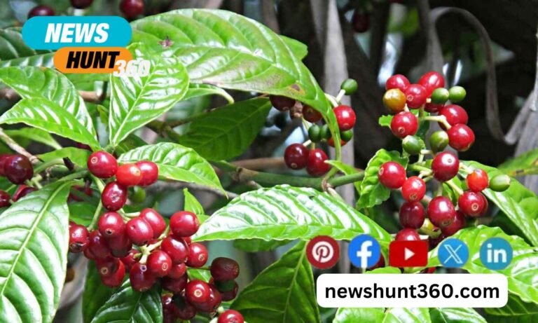 What is Strictly Hard Bean Coffee (SHB) or Strictly High Grown Coffee (SHG)?