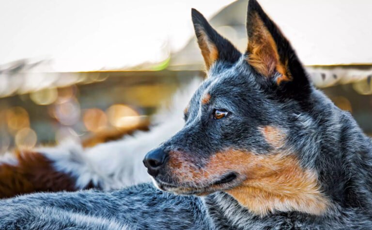 Cattle Dog Breed
