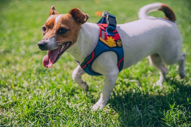 A Detailed Guide on the Factors to Consider When Purchasing a Medium Dog Harness