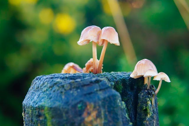 The Surprising Benefits of Tree Mushrooms