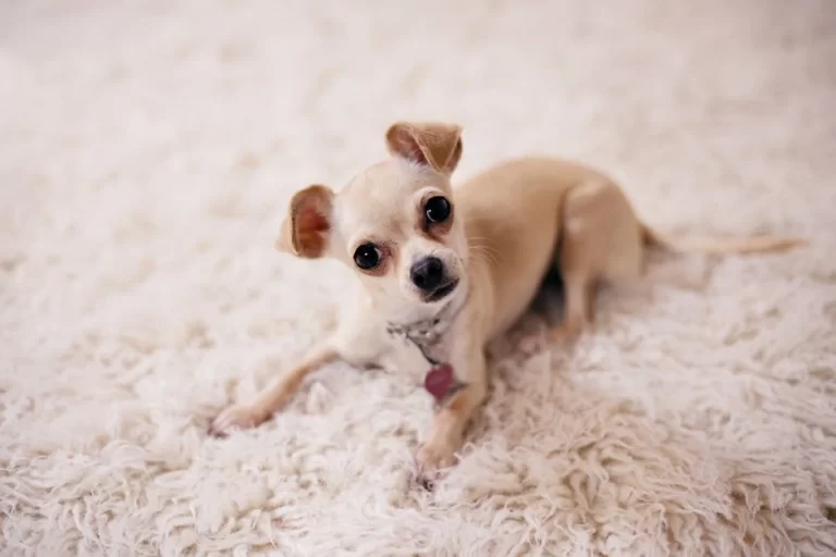 Lifeproof Carpet: The Perfect Solution for Homes With Pets