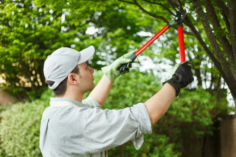 The Top Benefits of Hiring an Expert Tree Service for Your Property